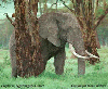 African Elephant