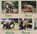 Elephant Sanctuary