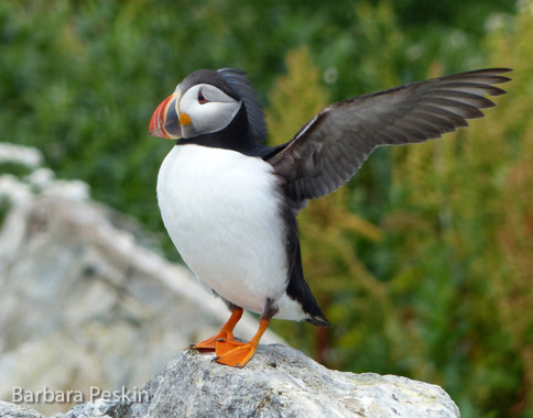PUFFIN WINGS